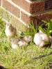 11 day old chicks free ranging