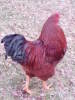 7 month Buckeye rooster
