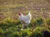 White Langshan Rooster