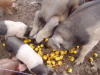 Pigs feasting on apples