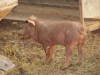 6 week old piglet