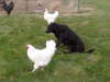 My farmdog Nila and the chickens