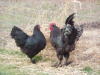 Langshan Hen and Rooster