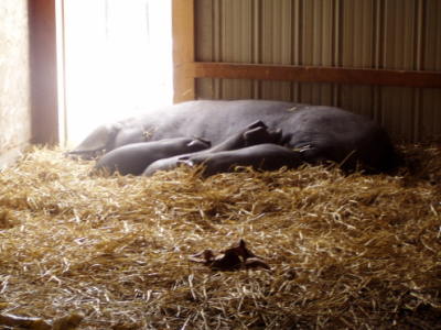 Suey and some piglets dozing